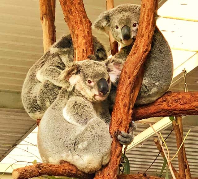 Koalas' hindgut only stores finely chewed food particles for the fermentation process.