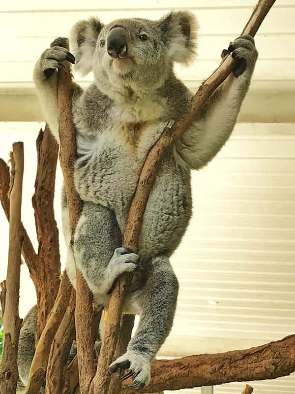 koalas' digestive process also involves merycism in which they re-chew their food.