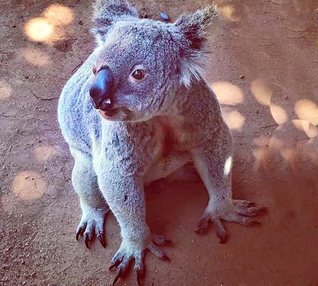 Koalas even survive droughts because of little water requirements.