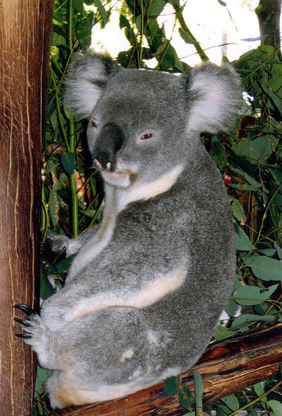 Dried leaves have no water for koalas.