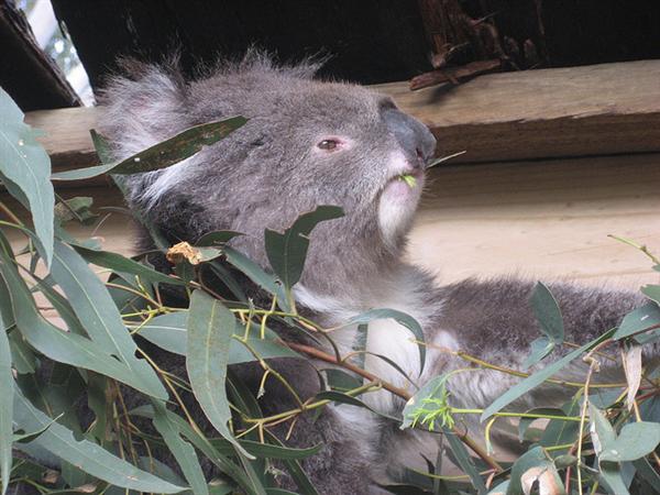 Koalas find no nutrition within Dried leaves.