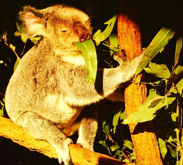 Koalas' Eucalyptus Leaves Consumption