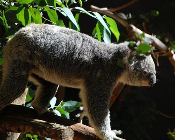 Koalas fulfill their protein requirements through Eucalyptus leaves.