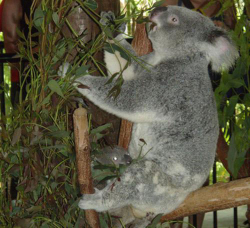 Koalas fulfill their water requirements through Eucalyptus leaves.