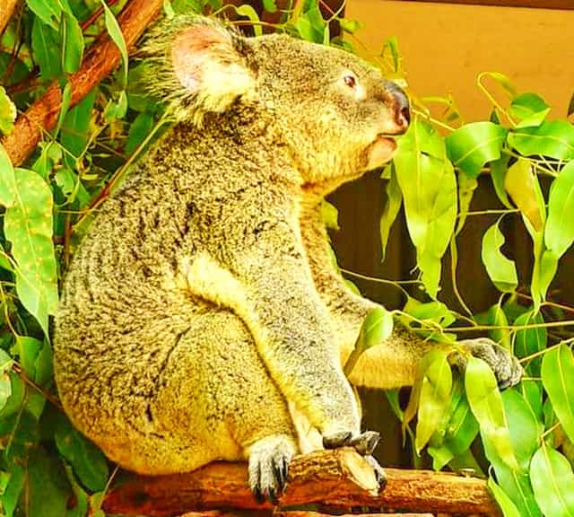 Evolution of Australian koala, 15 million years ago.
