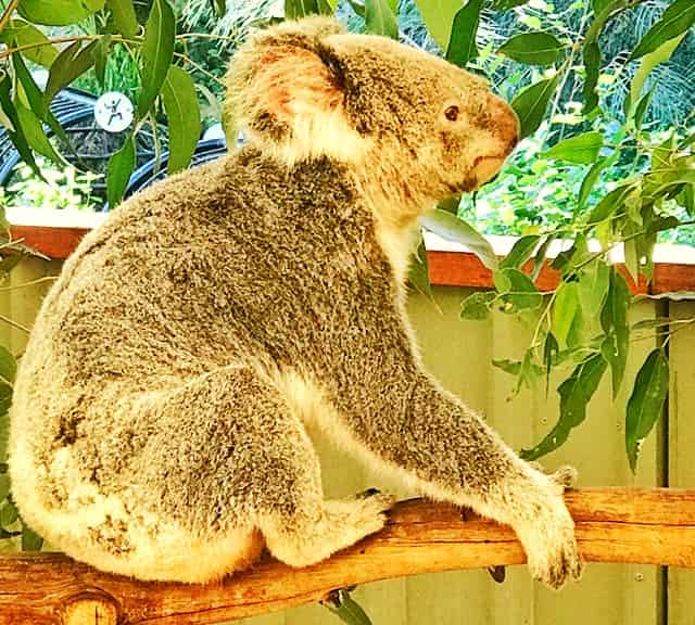 Koalas' ancestors reached Australia, 55 million years ago
