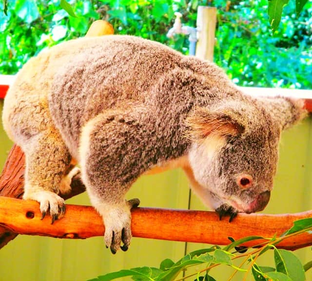 Koalas ancestors' origin evolved from the rise of Marsupial Animals.