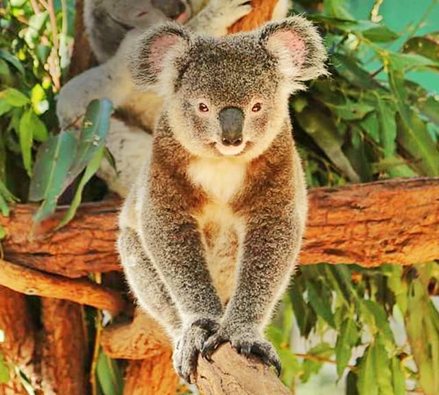 Koalas' final evolution took place some 15 million years ago.