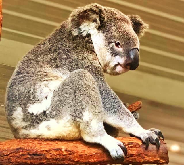 Koalas evolution during the icehouse phase.