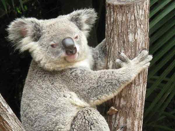 Koalas haven't undergone any differences throughout their evolution.