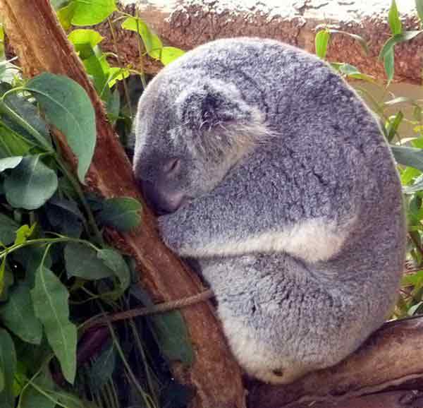 Koalas remained same throughout their evolution.