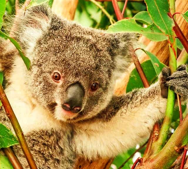 Koalas have Vertical-shaped Pupils in their eyes