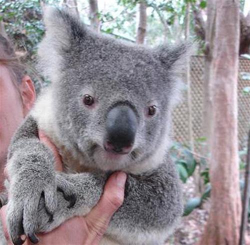 Koalas' button-shaped eyes.