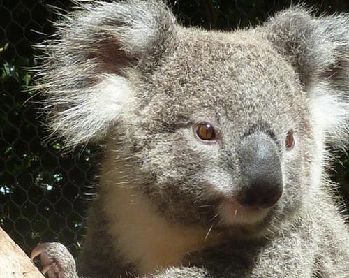 Koalas' Eyes sizes