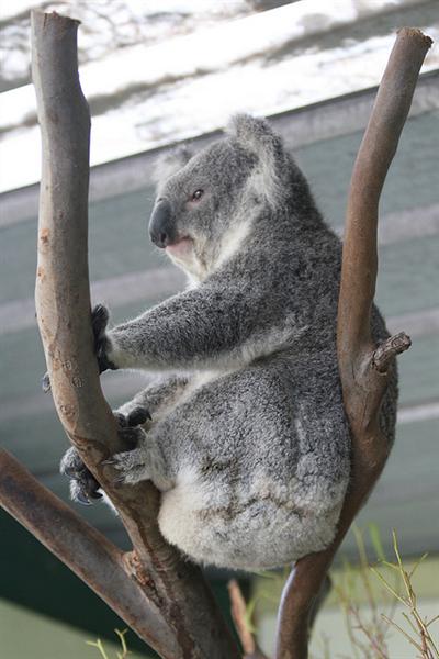 Viktorian Koalas' Food Consumption