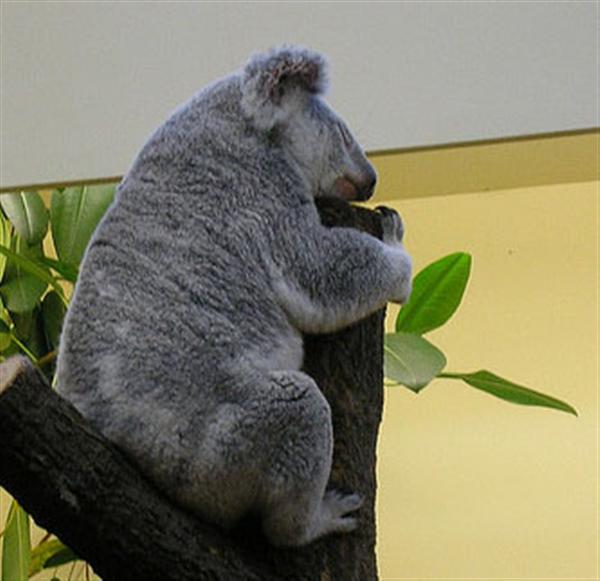 Big Koalas Require More Food. 