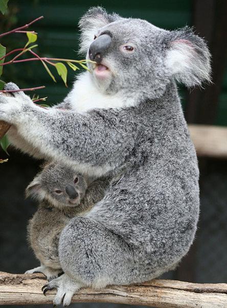 Koalas consume less food