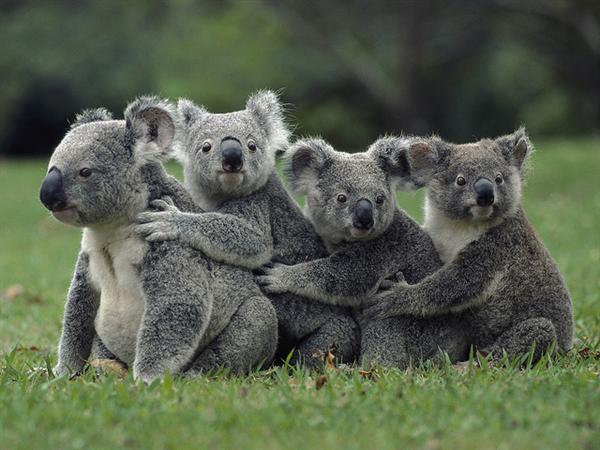 Koalas Food Consumption