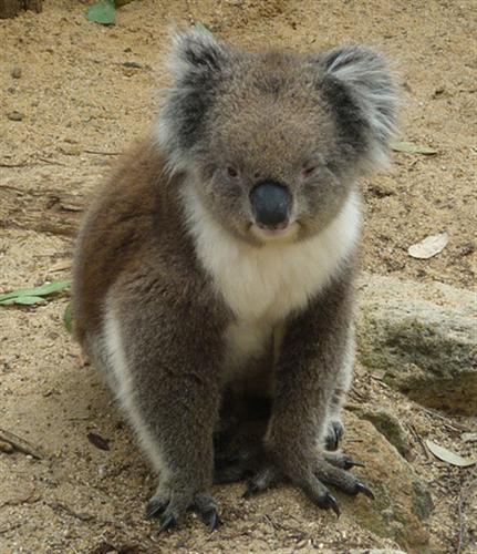 Koalas food comprises of little energy levels.