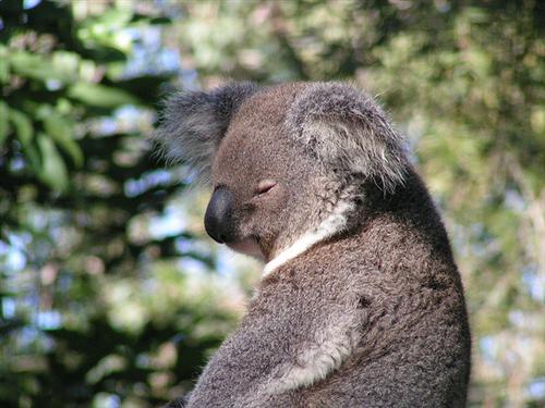 Koalas food is poisonous
