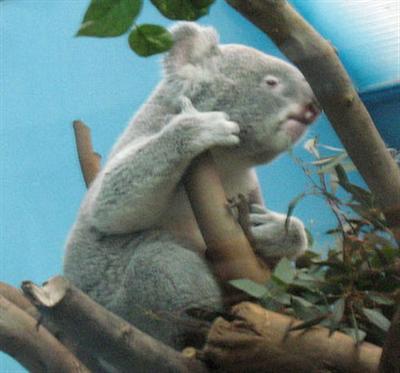 Fresh Leaves offer water source for Koalas.