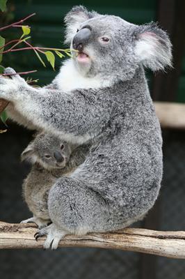 Koalas prefer fresh Eucalyptus leaves.