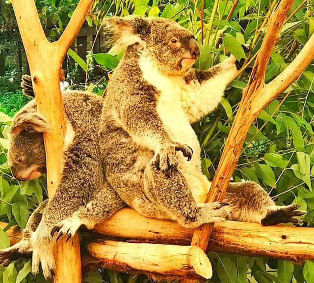 Koalas' Fur quickly gets rid of rain water.