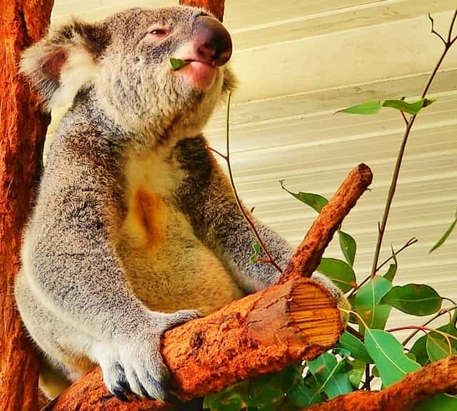 Koalas' fur is thinner from chest and thicker from their back.