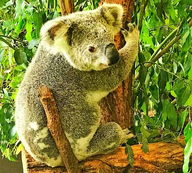 Koalas fur has two layers which keeps koalas' body dry.
