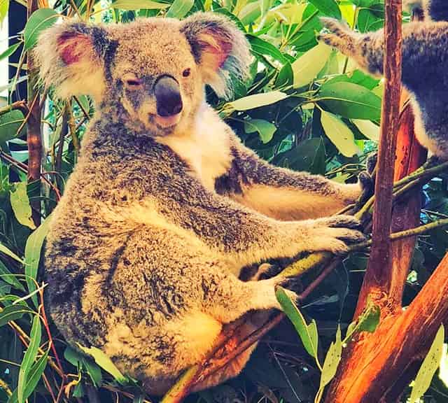 Koalas' fur is waterproof and water-resistant.