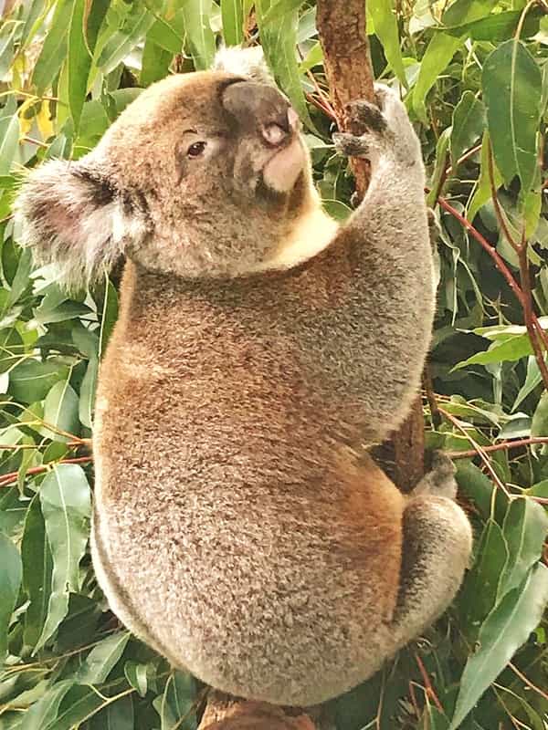 Koalas' fur never get drenched during the rainy season.