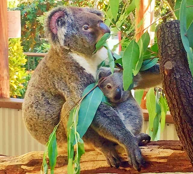 Koalas possess thick magical fur.