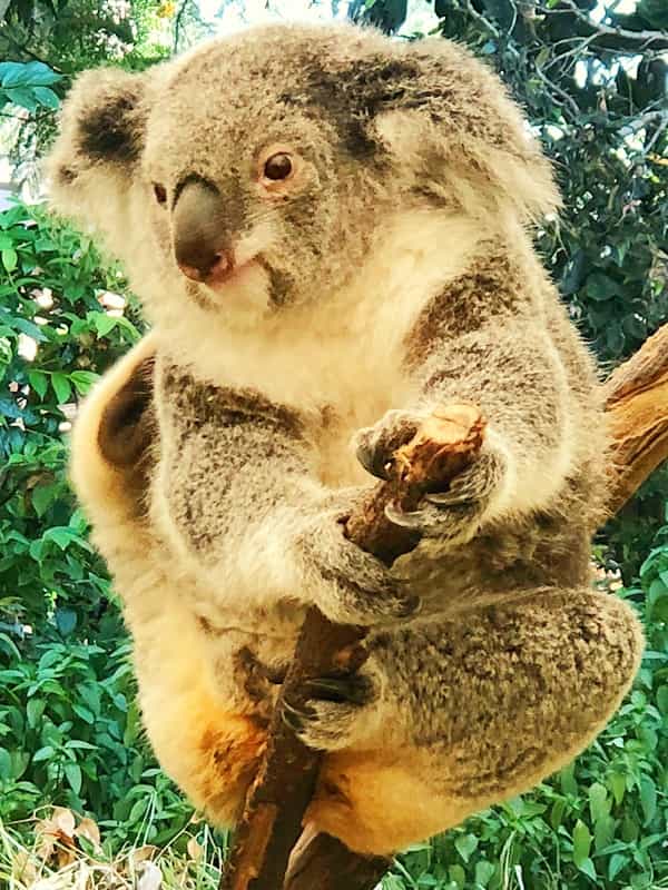Koalas possess thickest and fluffiest fur of all the marsupial mammals.