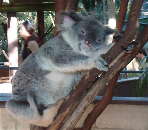Koalas were also spotted on Hakea Leaves.
