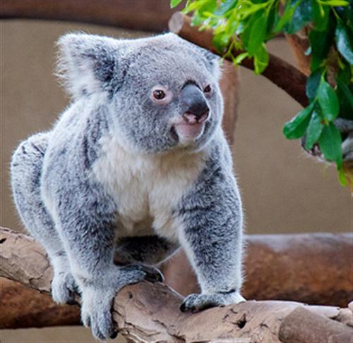 Koalas leaf switching has been a rare scenario.