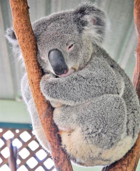 Koalas live a tough life throughout their entire lifespan.
