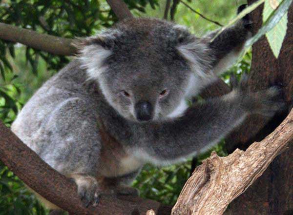 Koalas Metabolism serves as an extreme example