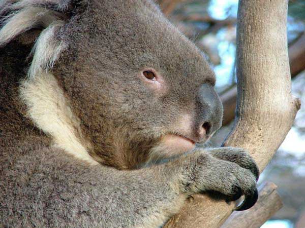 Koalas SLower Metabolism Conserves Body Energy.