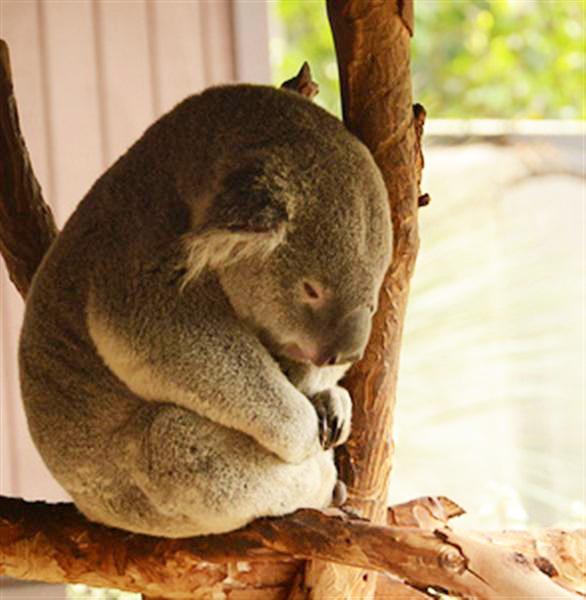 Koalas' Metabolism is perfect for their body requirements.