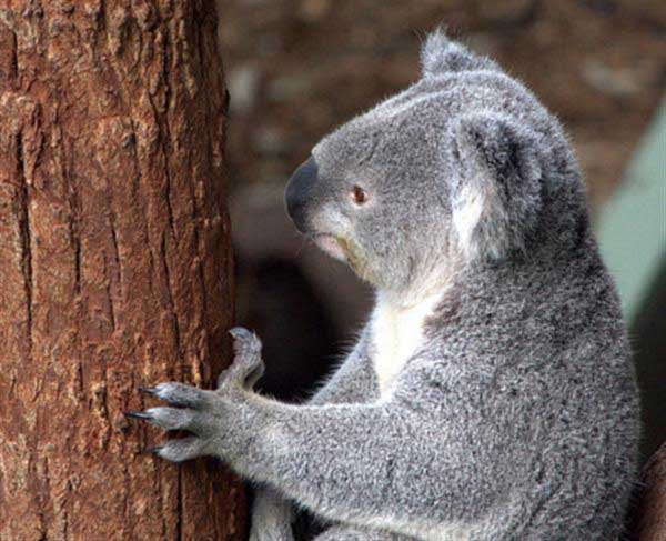 Koalas have slower metabolism