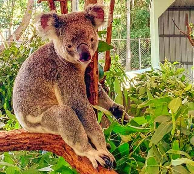 Koala's nose resembles wombat's nose.