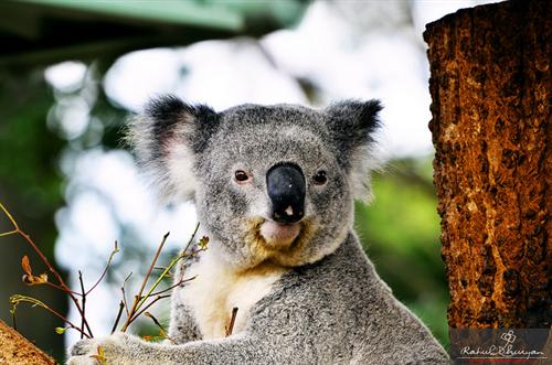 Koalas have relatively dominant nose.