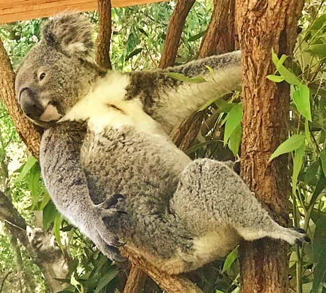 A koala's nose is 3 inches long