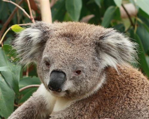 A Koala's nose is visibly very dark and black.