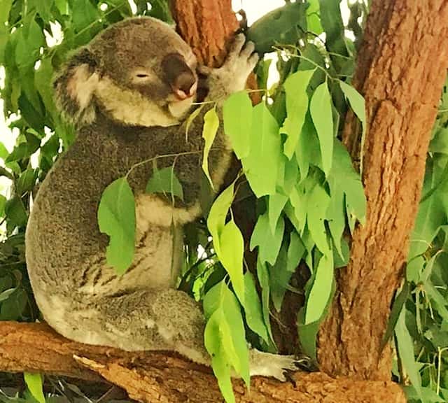 A koala's nose has a specialized sense of smell