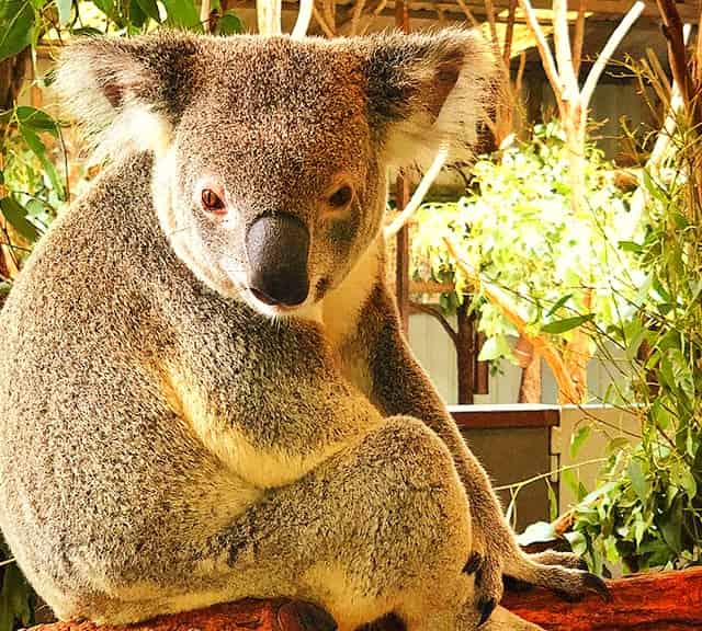 A Koala's nose is soft & Warm to Touch