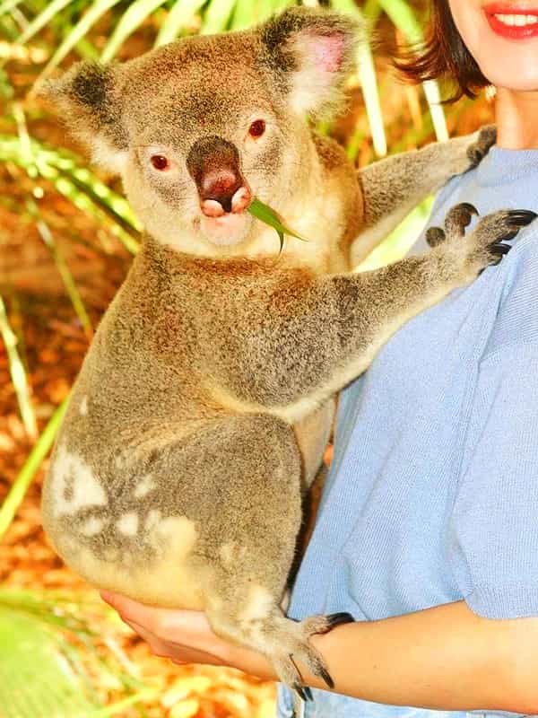A Koala's Nose appears as a Spoon-Shaped