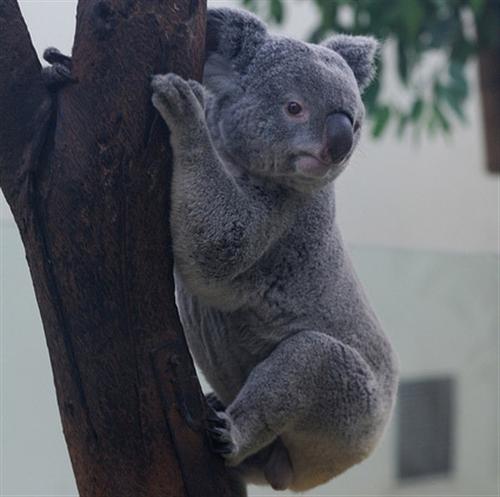 Koalas' nose is vividly visible.