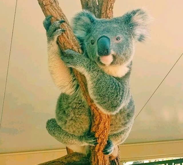 Koalas have dominant nose