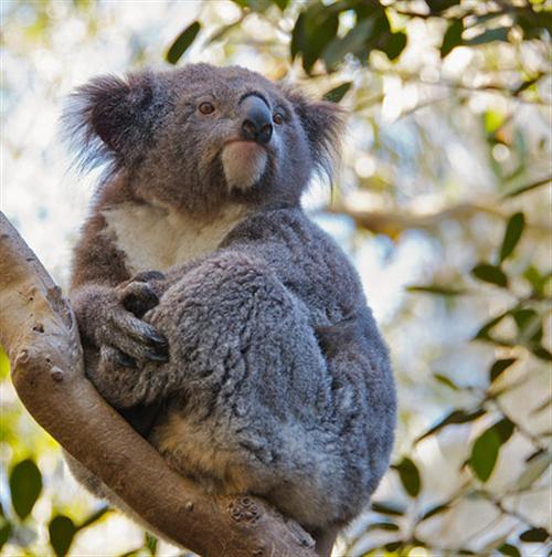 A Koala nose has Spoon-shaped attributes.